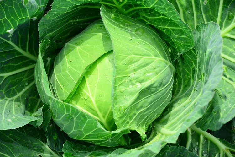 風早 キャベツ